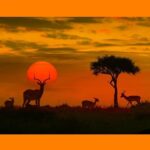 Imagem da savana Africana